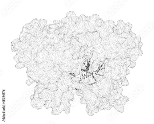 3D rendering as a line drawing of a biological molecule. New clues in the allosteric activation of DNA cleavage by SgrAI photo