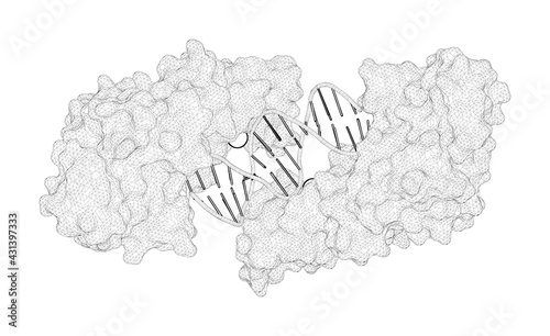 3D rendering as a line drawing of a biological molecule. Crystal structure of the catalytic core of Rad2: insights into the mechanism of substrate binding. photo