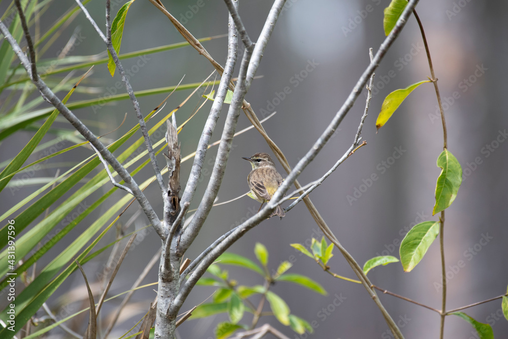 Palm Warbler Palm Warbler