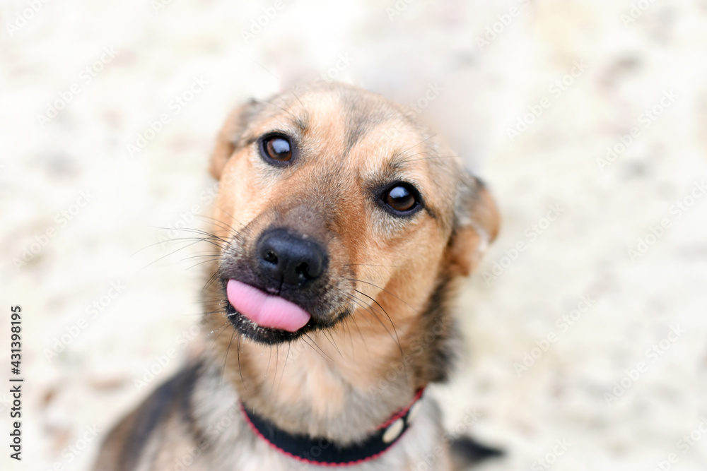 cute dog teases by showing tongue. portrait of a dog