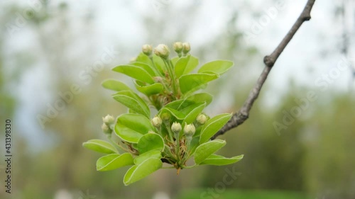 A pear blossoming in the spring against the sky