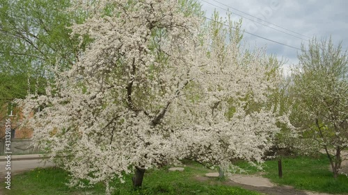 Cherry plum tree blossoming in spring