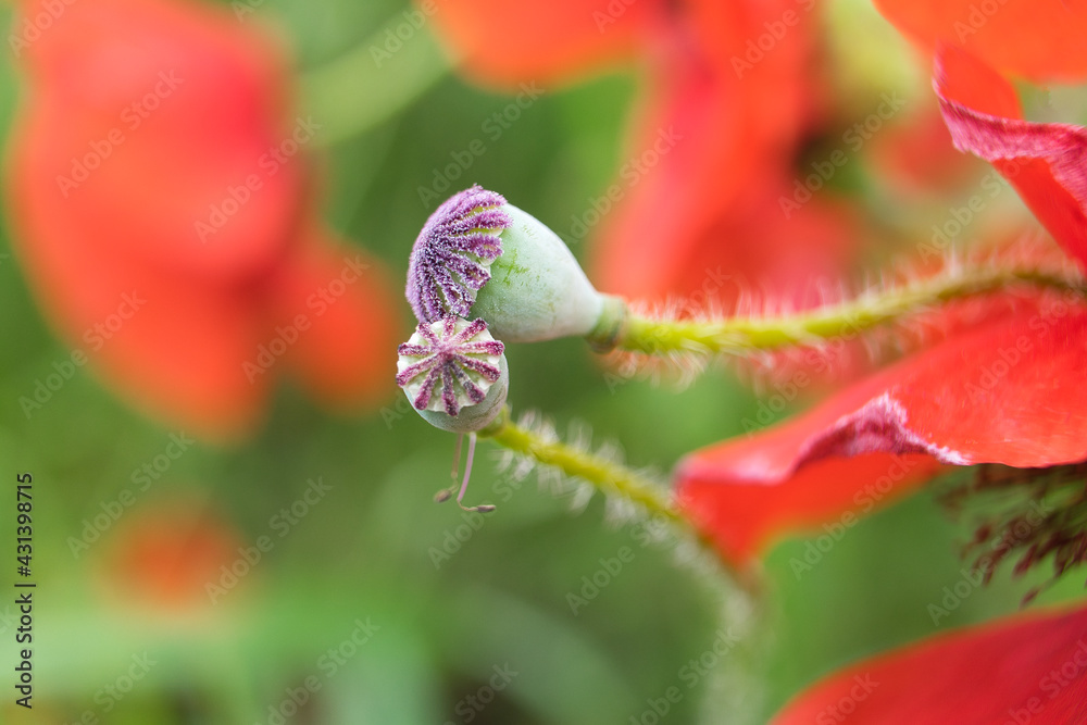 Tenderness, beautiful floral background. Alicante, Spain.