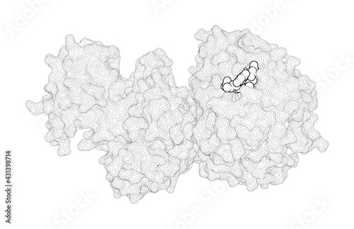 3D rendering as a line drawing of a biological molecule. Crystal structures of influenza nucleoprotein complexed with nucleic acid provide insights into the mechanism of RNA interaction. photo