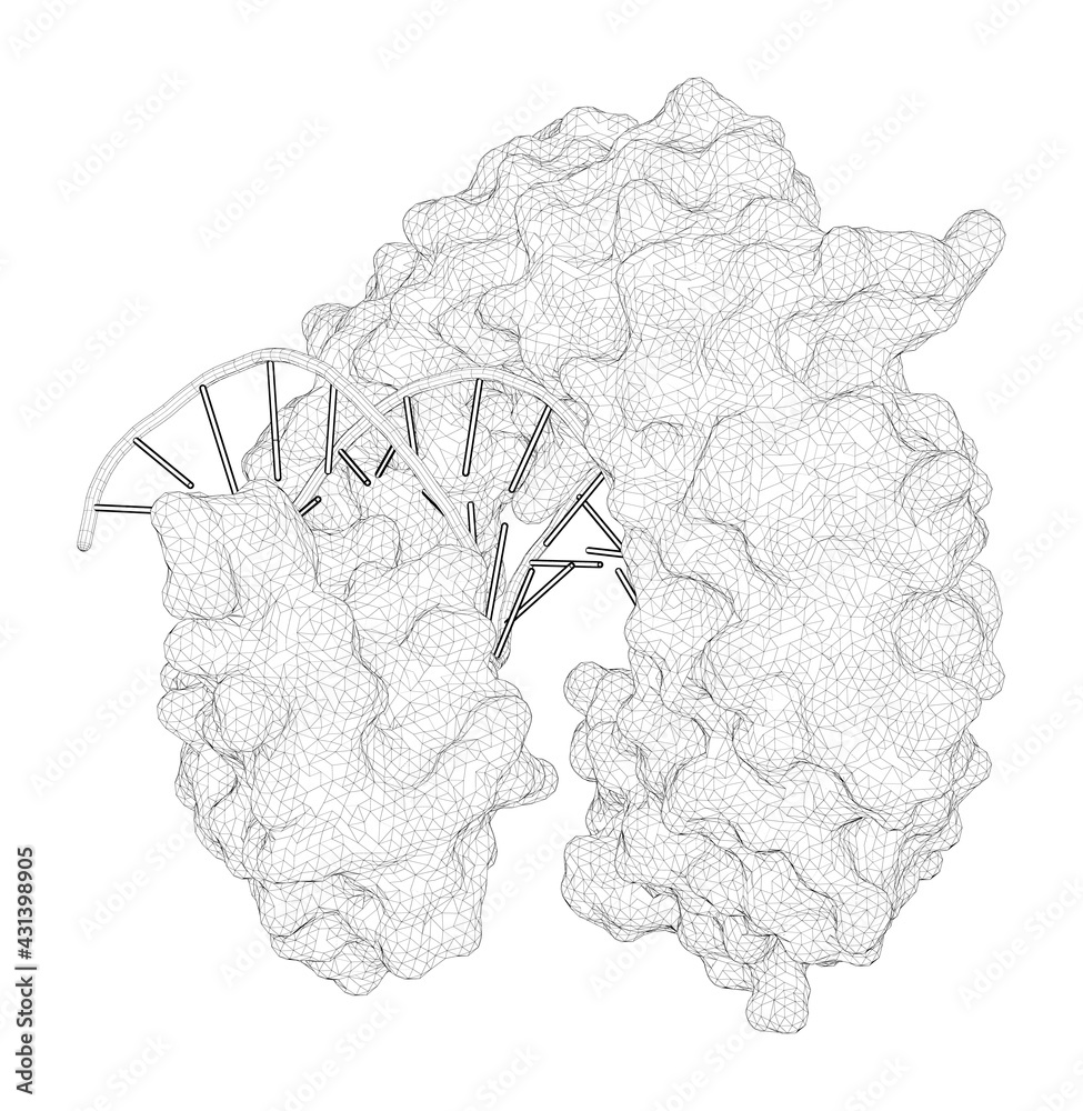 ภาพประกอบสต็อก 3D rendering as a line drawing of a biological molecule