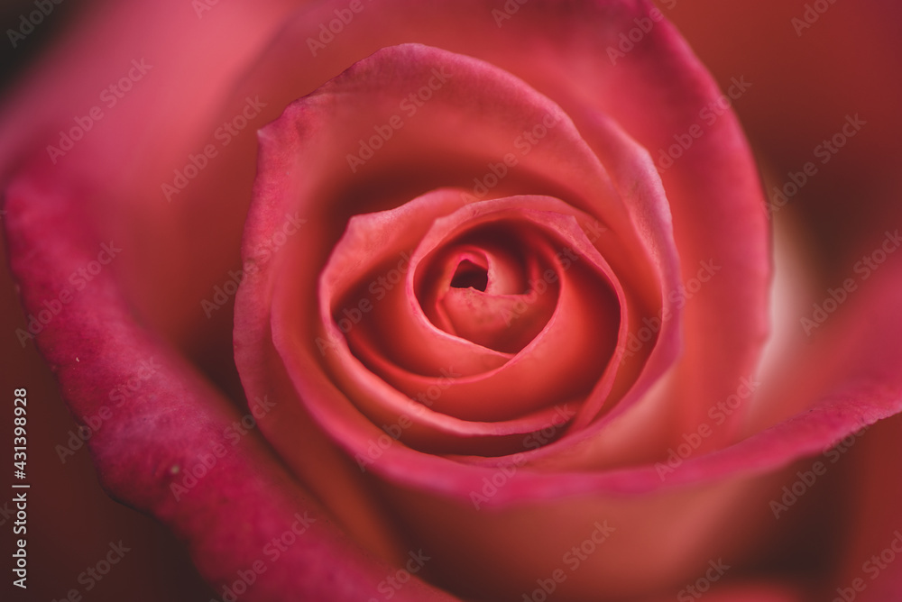 FLOR FLOR