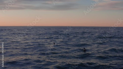 Following ducks in the water with a drone in 4k