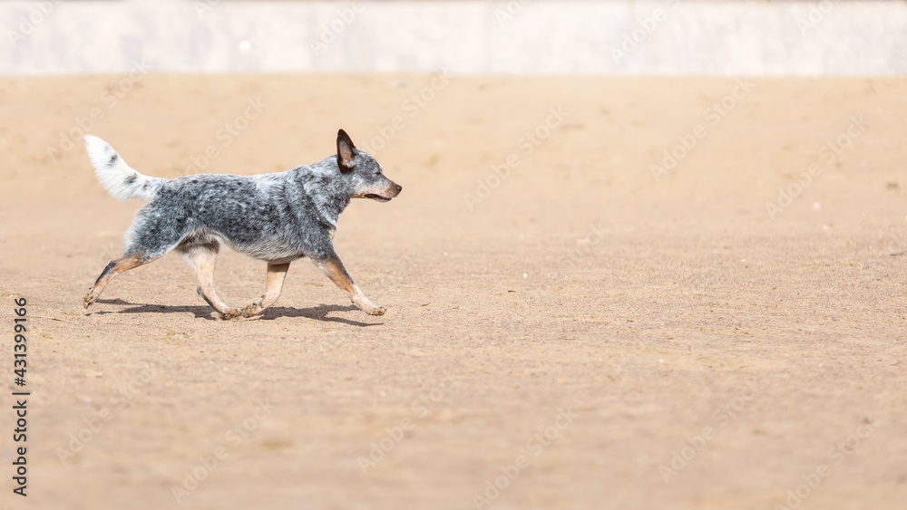 Australian cattle dog or blue heeler running on sand at the beach Australian cattle dog or blue heeler running on sand at the beach