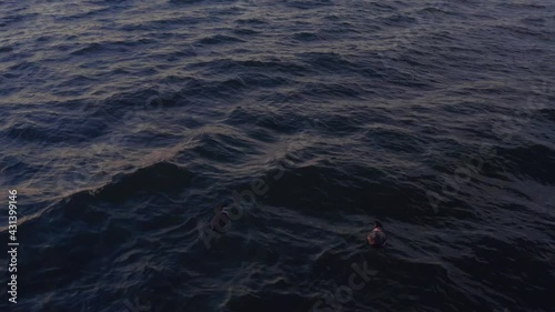 4k drone footage of ducks in the water with sunset