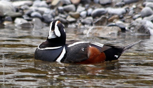 Harlequin Duck swimming