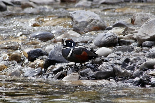 Harlequin Duck on Rocks