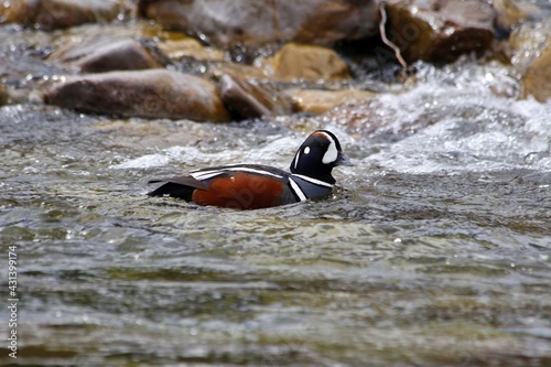 Harlequin Duck in River