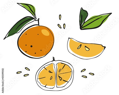 a set of tangerines, leaves, slices of citrus fruit, hand drawing in one line, with color spots, scribbles, stylized vector graphics