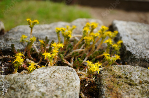 Принти на полотні Selective focus shot of tasteless stonecrop growing between rocks