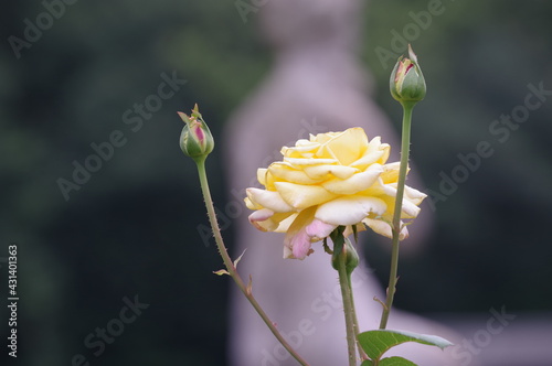 single yellow rose