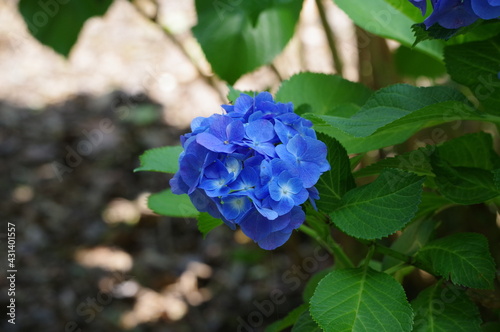 blue and purple