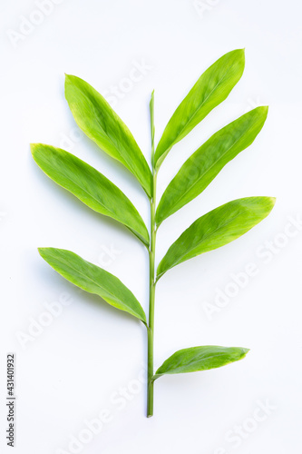 Fresh galangal leaves isolated on white background.