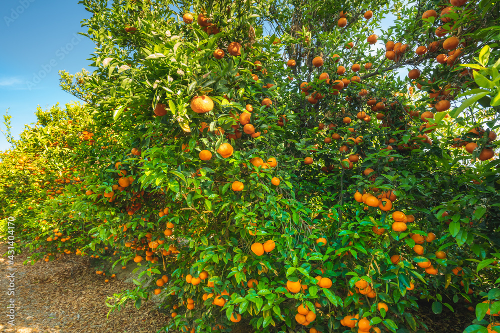 Ripe organic mandarins on trees in mandarins orchard in California. Many trees bearing full grown fruits, harvest season. Ripe organic mandarins on trees in mandarins orchard in California. Many trees bearing full grown fruits, harvest season.