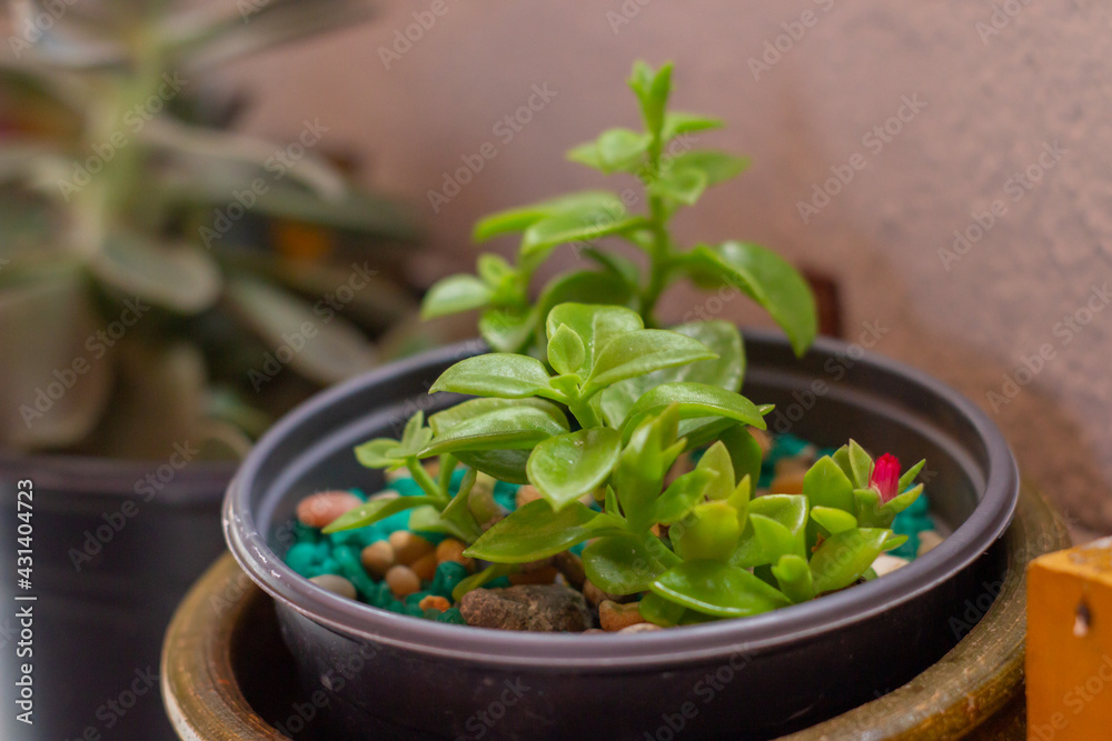 basil plant in a pot