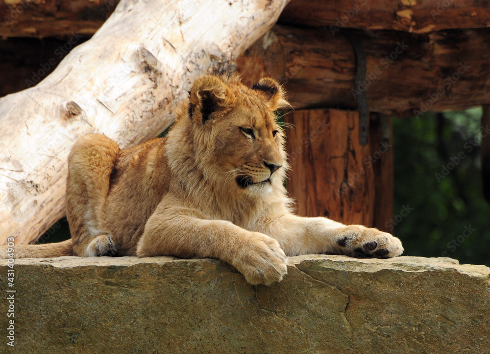 Obraz premium Female Lion Resting On A Granite Block On A Sunny Spring Day