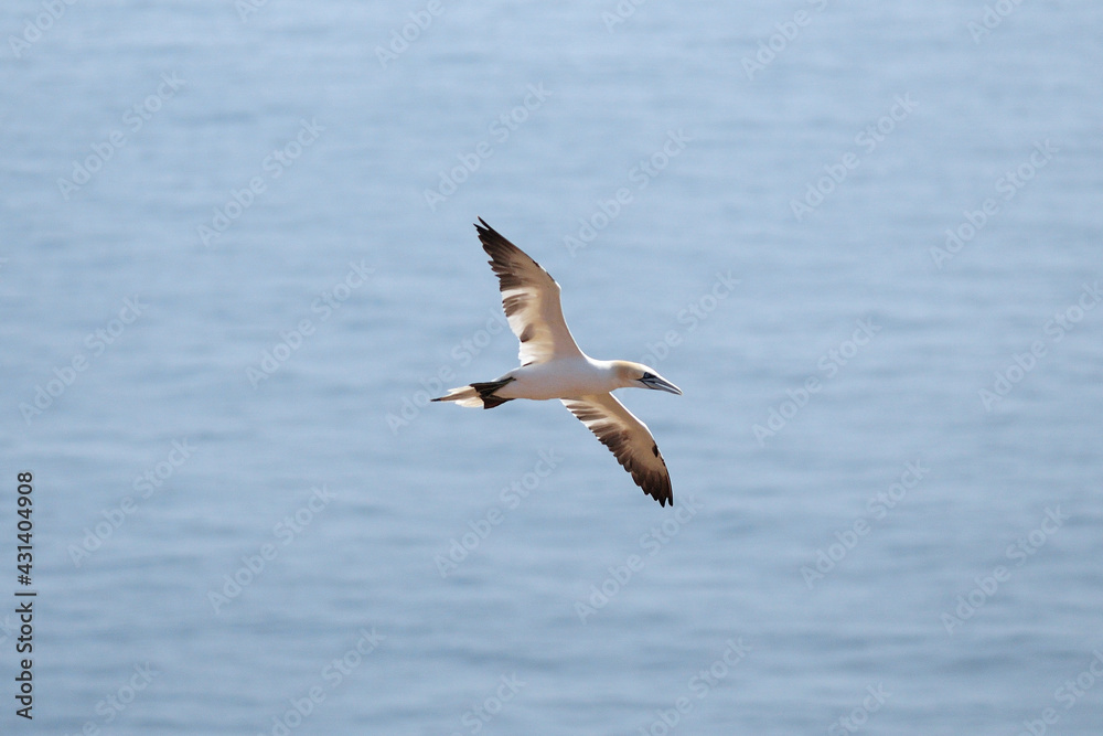 Flying Northern Gannet In Front Of The Blue Sea On Helgoland Island Germany On A Sunny Summer Day
