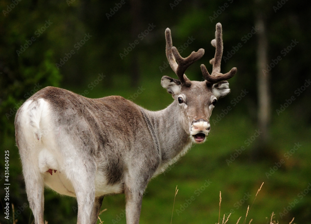 Curious Deer With Horn Looking Back In Norway On A Cloudy Summer Day Curious Deer With Horn Looking Back In Norway On A Cloudy Summer Day