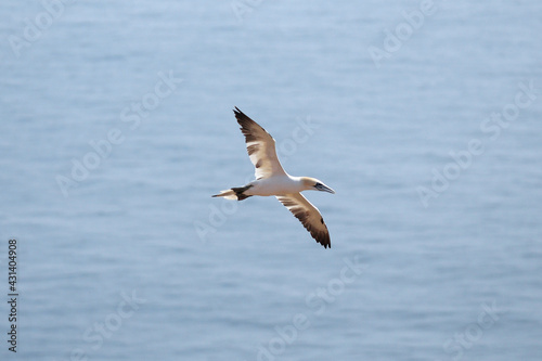 Flying Northern Gannet In Front Of The Blue Sea On Helgoland Island Germany On A Sunny Summer Day © Joerg