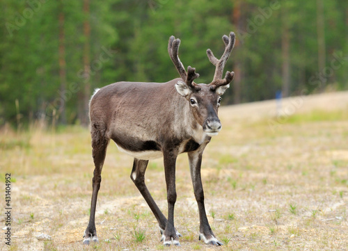 Curious Deer With Horn Looking In The Camera In Norway On A Cloudy Summer Day