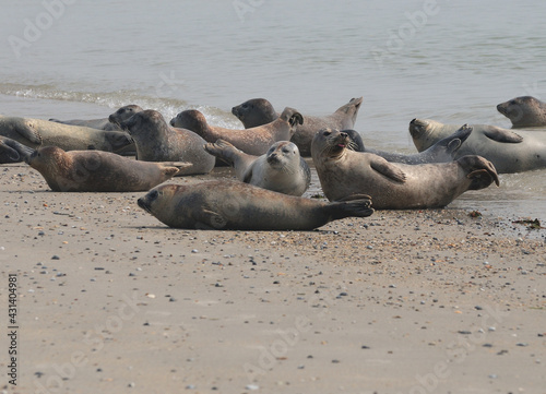 Herd Of Sea Lions On The Beach Of Helgoland Island Germany On An Overcast Summer Day