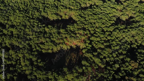 trees in the forest. trees in the woods. bosque. argentina. pinamar. buenos aires. 4k. ultra hd.