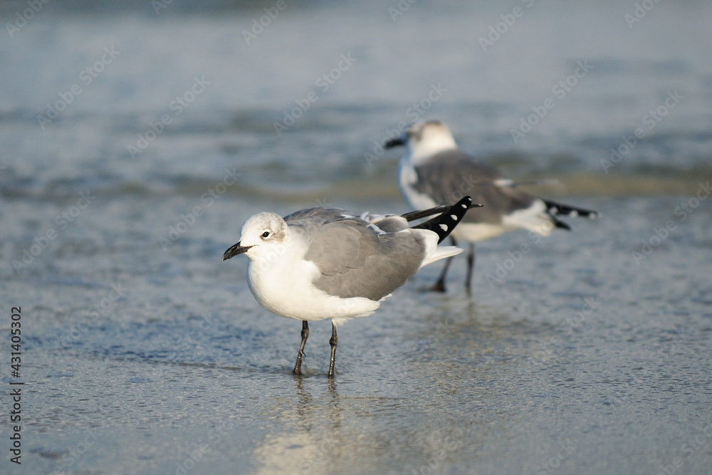 Sea Gull In The Shallow Water On The Beach Of Ponce Inlet Florida On A Sunny Autumn Day