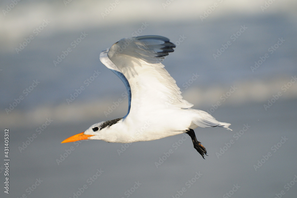 Flying Black Skimmer In Front Of The Blue Sea On The Beach In Ponce Inlet Florida On A Sunny Autumn Day Flying Black Skimmer In Front Of The Blue Sea On The Beach In Ponce Inlet Florida On A Sunny Autumn Day