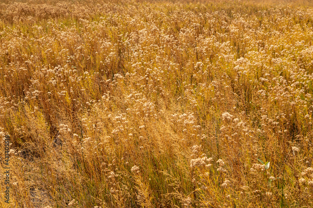 Wild Grasses in Yosemite Meadow in Autumn Wild Grasses in Yosemite Meadow in Autumn