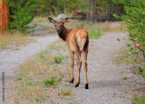 Curious Young Deer Looking Back In The Yellowstone National Park On A Cloudy Summer Day