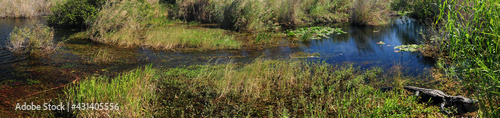 Panorama With An American Alligator Resting In The Swamps Of The Everglades National Park Florida On A Sunny Autumn Day
