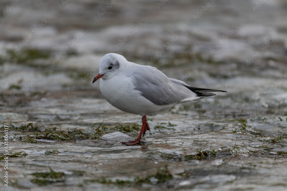 Black-headed gull on ice (Chroicocephalus ridibundus) Black-headed gull on ice (Chroicocephalus ridibundus)