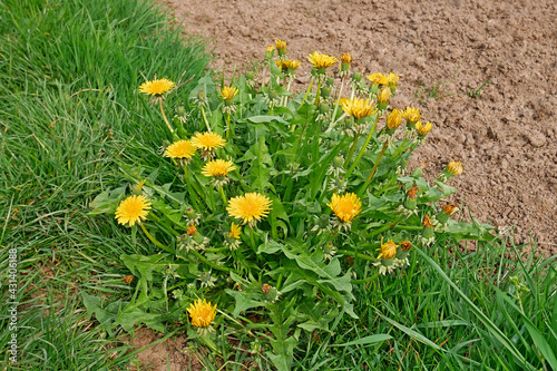 Flowering dandelion plant among green grass near the arable soil