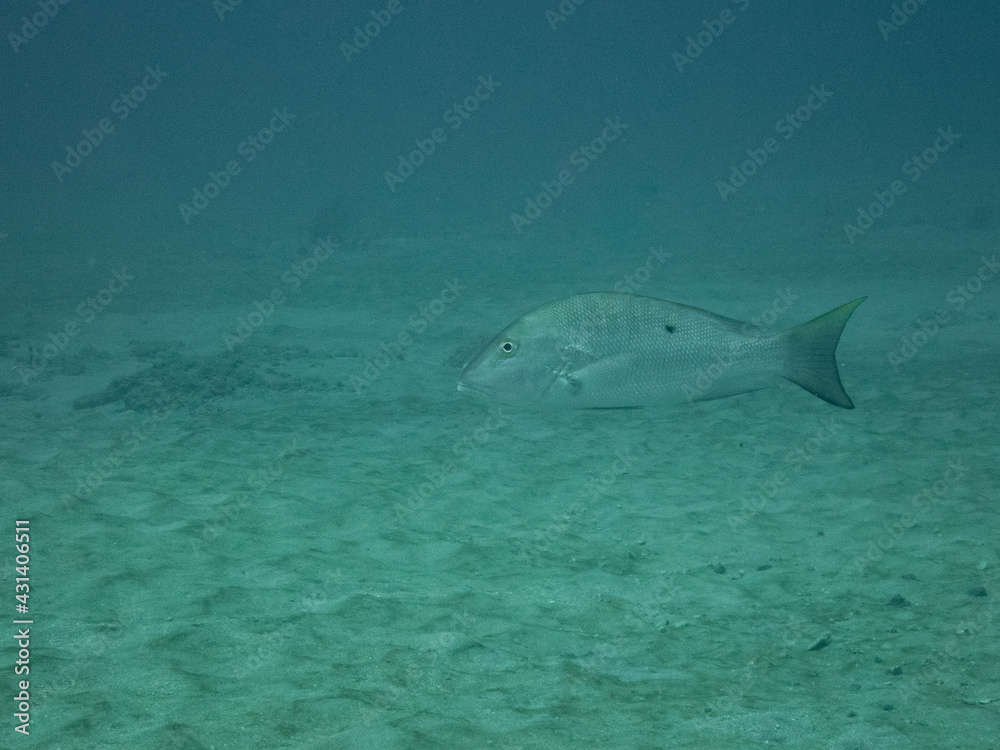 Fototapeta premium Mutton Snapper