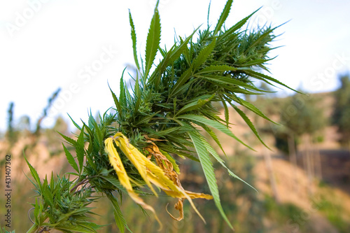Crops of marijuana growing in the area of Rif - ketama in Morocco. 2006 photo
