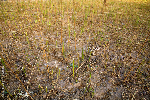 Crops of marijuana growing in the area of Rif - ketama in Morocco. 2006 photo