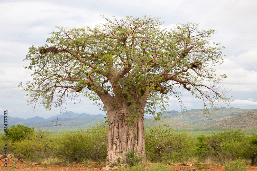 Huge Baobab in Koakoland in the north of Namibia with cloudy sky