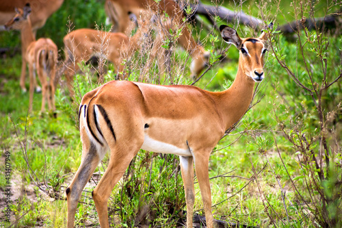 Springboks in Moremi Nature Reserve. Botswana