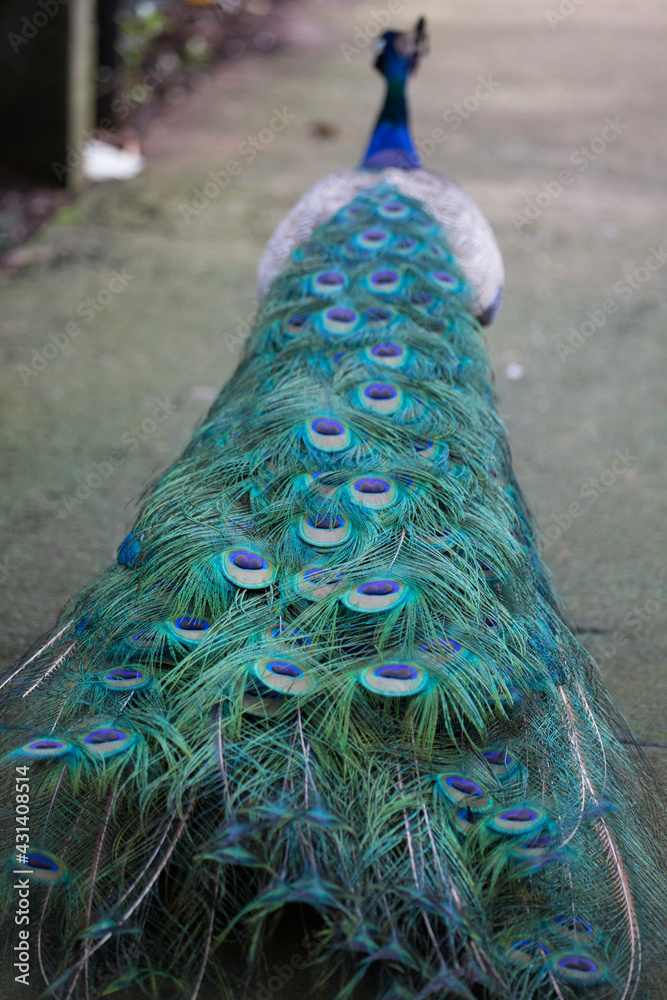 Obraz premium Blue preening peacock with closed feathers, Monteverde Costa Rica