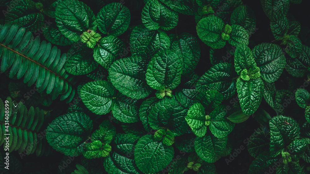 dark green tropical peppermint leaves. shape and pattern of freshness green leaves for the natural background and wallpaper. dark green tropical peppermint leaves. shape and pattern of freshness green leaves for the natural background and wallpaper.