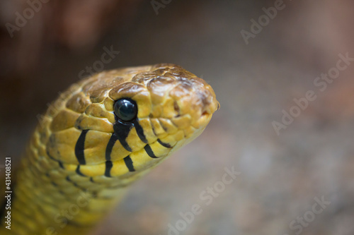 Closeup of yellow and black python snake head found in Costa Rica