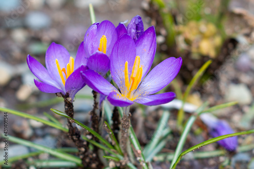 A corn cluster or drift of cup-shaped purple blooming crocuses with orange centers growing in a field. These small spring bloomers have a sweet scent. They have narrow, grass-like foliage. 