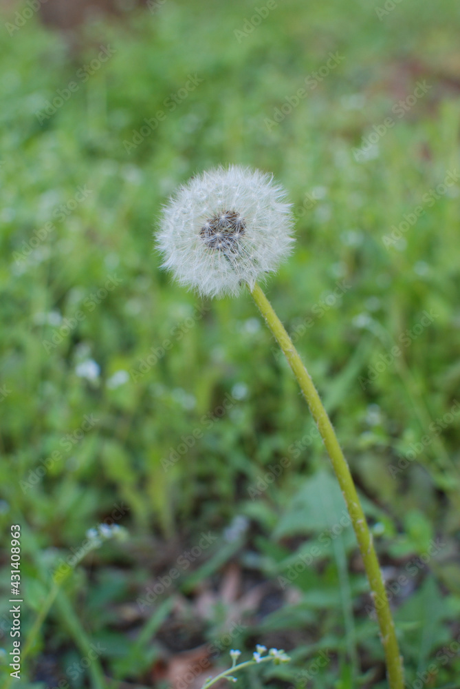 Cute grass like a puppy's tail