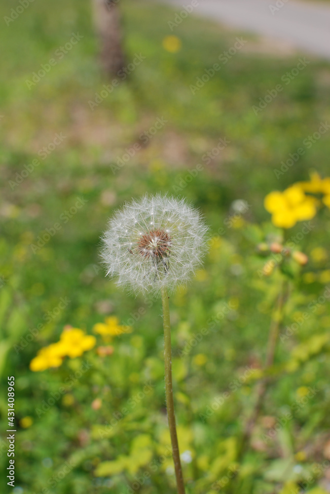 Cute grass like a puppy's tail Cute grass like a puppy's tail