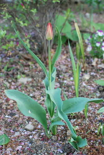 Confession of love through Tulip
