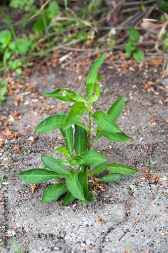 Wild plants growing in the fields or mountains